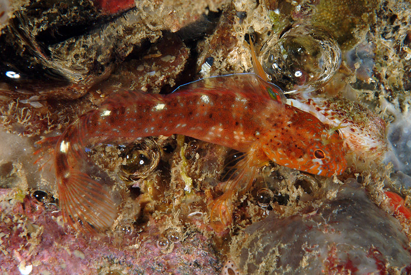 Parablennius zvonimiri (dettaglio tentacoli intermedi)